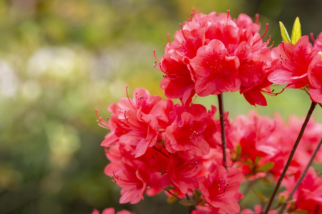 hoe rhododendrons snoeien