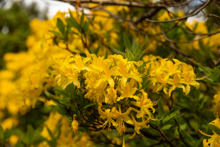 rhododendrons snoeien geel