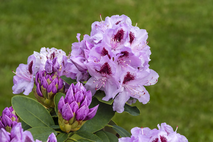 rhododendrons snoeien paars