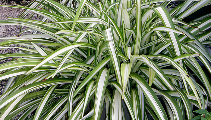 spider plant schaduw plant