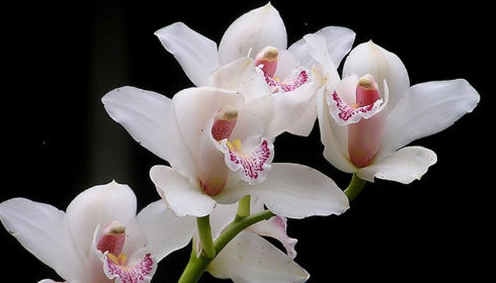 witte orchids schaduw plant