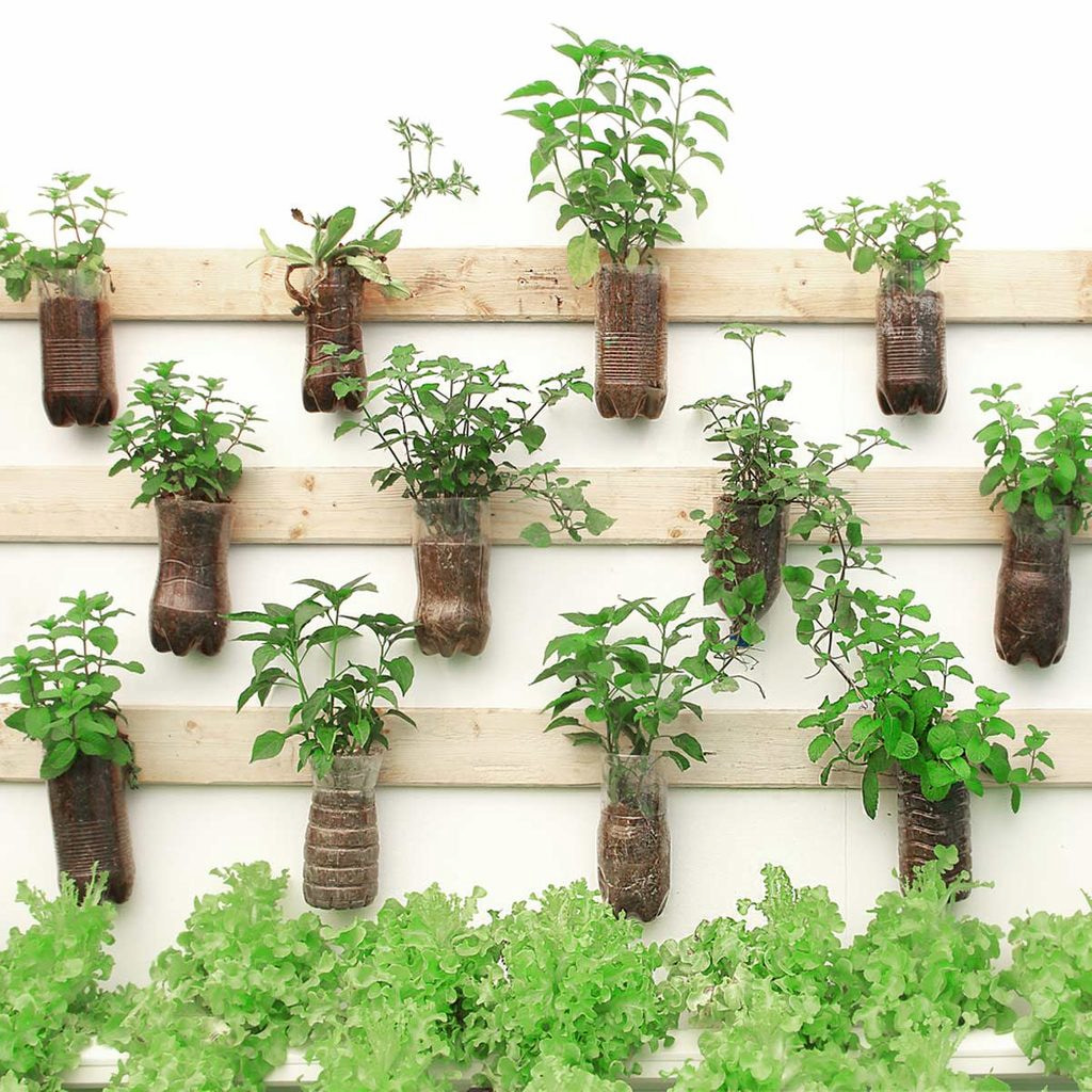 muurplanten plantenrek muur buiten