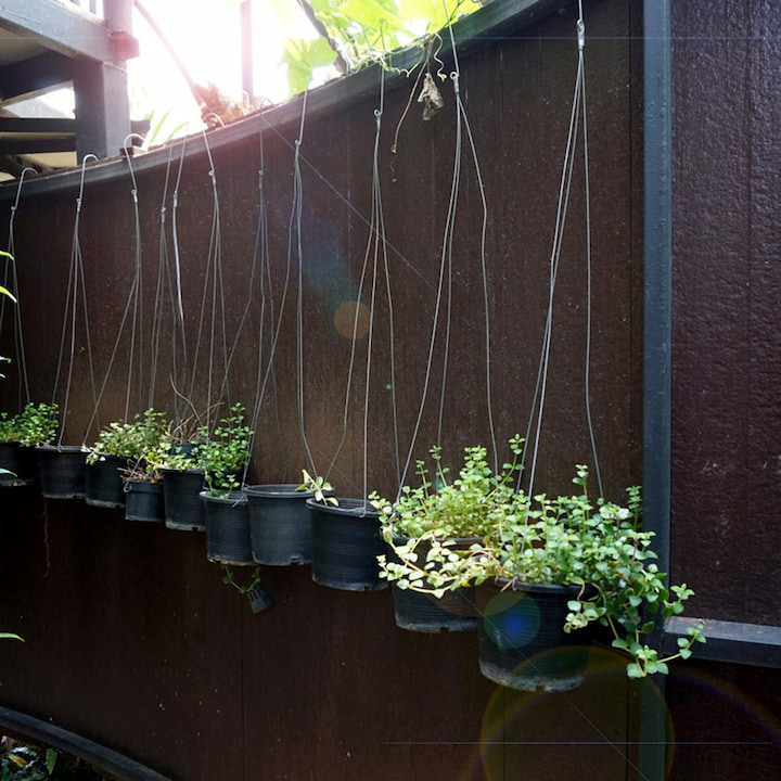 planten aan een rails plantenrek muur buiten