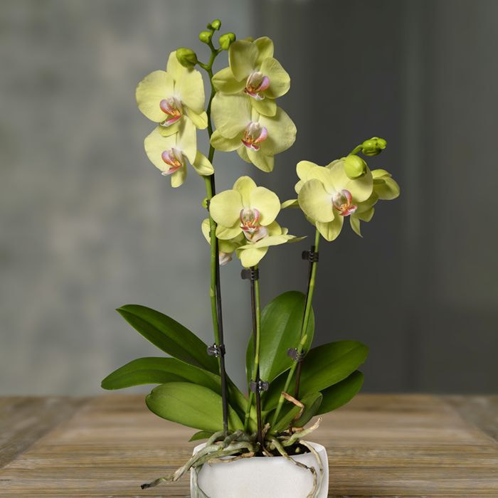 orchidee katvriendelijke plant