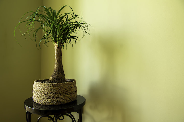 paardenstaart palm katvriendelijke plant (1)