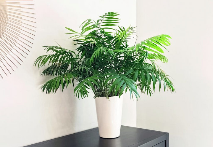 parlor palm katvriendelijke plant
